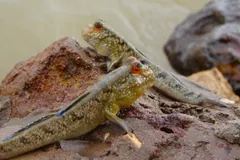 Atlantic Mudskipper