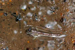 Spotted mudskipper resting in shallow water on brown mud