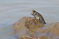Mudskipper perched upright on a rock at the water's edge