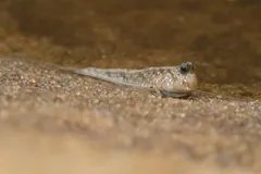 Pale spotted mudskipper lying low on wet sand