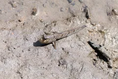 Mudskipper on grey mud with its fins spread