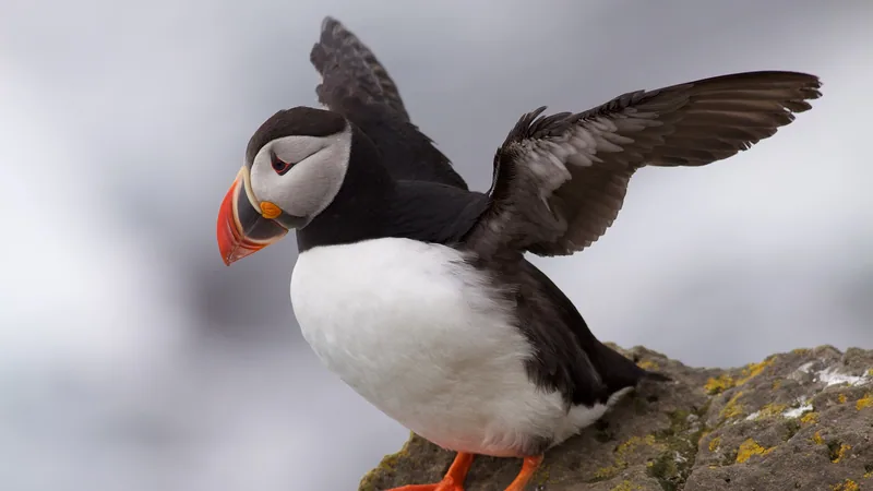 Atlantic Puffin in natural habitat