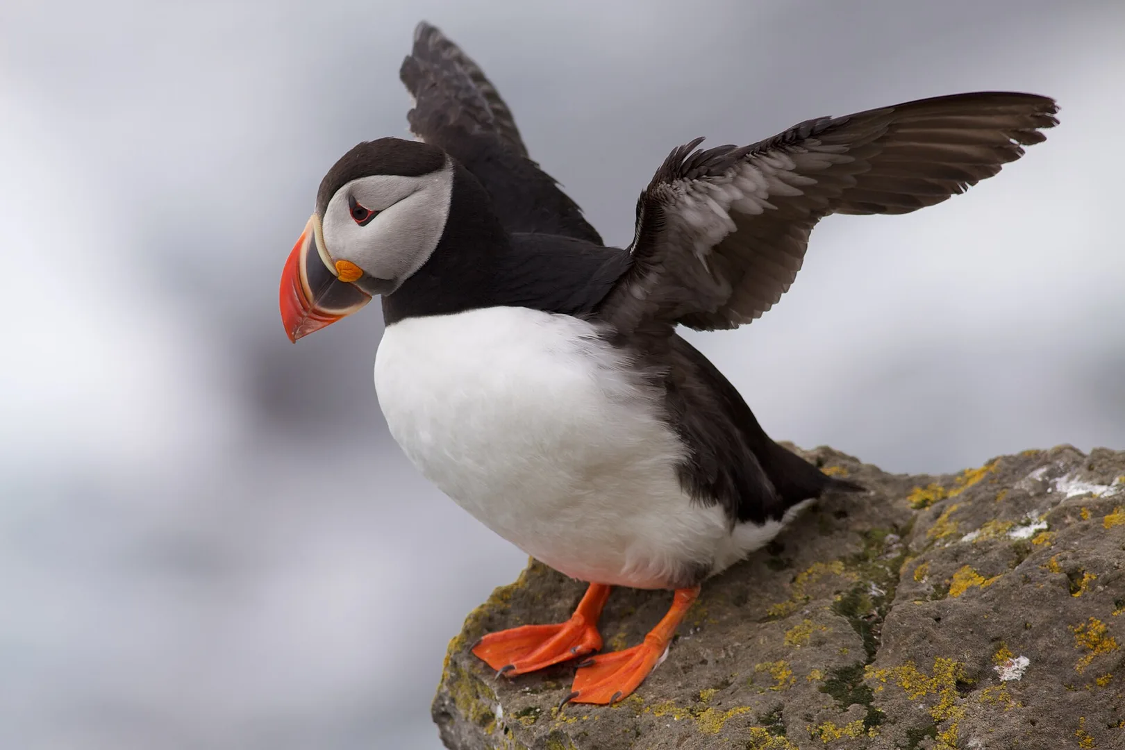 Atlantic Puffin in natural habitat