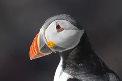 Atlantic Puffin in natural habitat