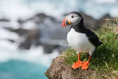Atlantic Puffin in natural habitat