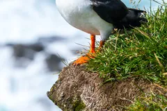 Atlantic Puffin in natural habitat