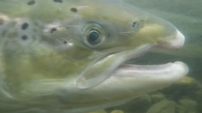 Close view of an Atlantic salmon's spotted head underwater