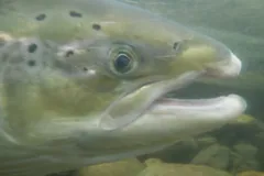 Atlantic Salmon