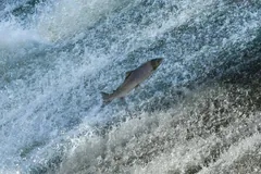 Atlantic salmon leaping up a white-water weir