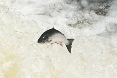 Silver Atlantic salmon in mid-leap against foaming water
