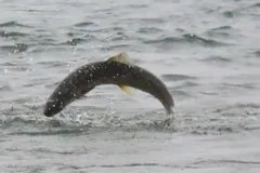 Dark Atlantic salmon arching out of a river's surface