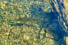 Atlantic salmon lying in a clear stream over golden gravel