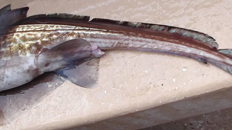 Australasian Ghost Shark (Harriotta avia) photographed in wild deep-sea bathypelagic zone