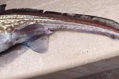 Australasian Ghost Shark (Harriotta avia) photographed in wild deep-sea bathypelagic zone