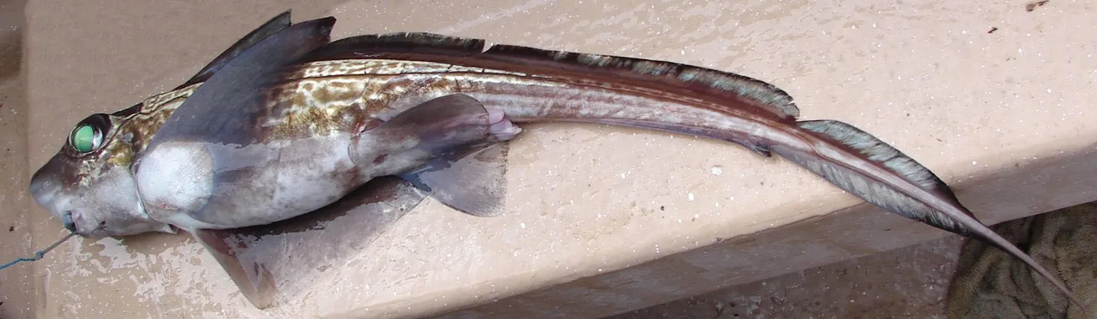 Australasian Ghost Shark (Harriotta avia) photographed in wild deep-sea bathypelagic zone