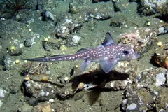 Australasian Ghost Shark (Harriotta avia) photographed in wild deep-sea bathypelagic zone