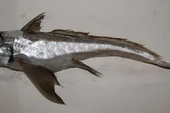 Australasian Ghost Shark (Harriotta avia) photographed in wild deep-sea bathypelagic zone