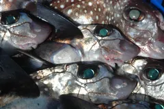 Australasian Ghost Shark (Harriotta avia) photographed in wild deep-sea bathypelagic zone