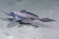 Australasian Ghost Shark (Harriotta avia) photographed in wild deep-sea bathypelagic zone
