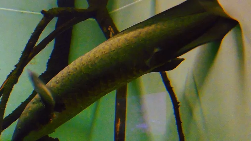 Australian Lungfish (Neoceratodus forsteri) in wild river freshwater habitat