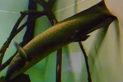 Australian Lungfish (Neoceratodus forsteri) in wild river freshwater habitat