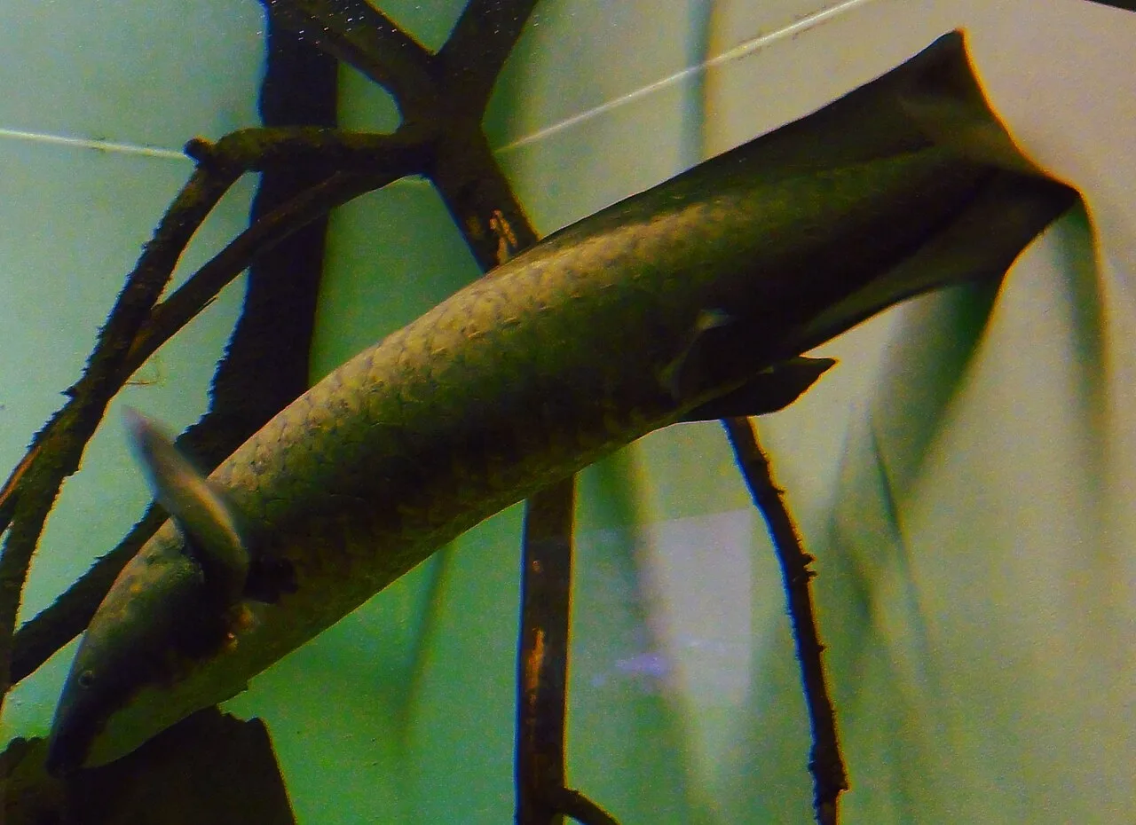 Australian Lungfish (Neoceratodus forsteri) in wild river freshwater habitat
