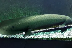 Australian Lungfish (Neoceratodus forsteri) in wild river freshwater habitat