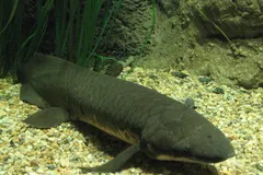 Australian Lungfish (Neoceratodus forsteri) in wild river freshwater habitat