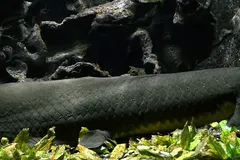 Australian Lungfish (Neoceratodus forsteri) in wild river freshwater habitat