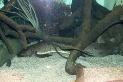 Australian Lungfish (Neoceratodus forsteri) in wild river freshwater habitat