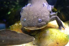 Axolotl