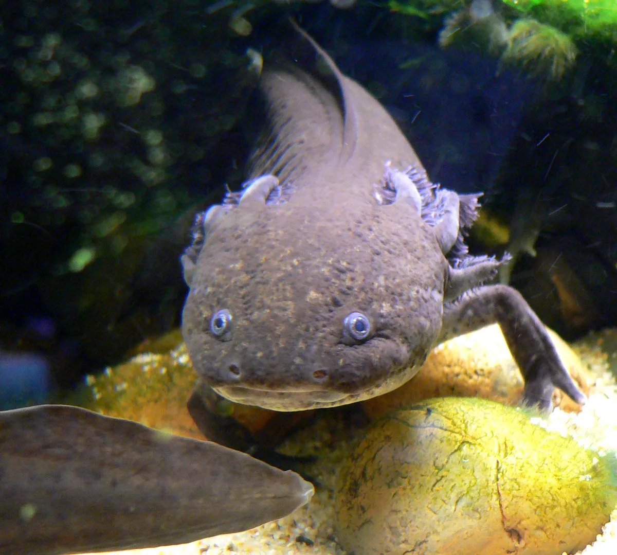 Axolotl in natural environment
