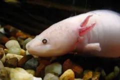 Axolotl in natural environment