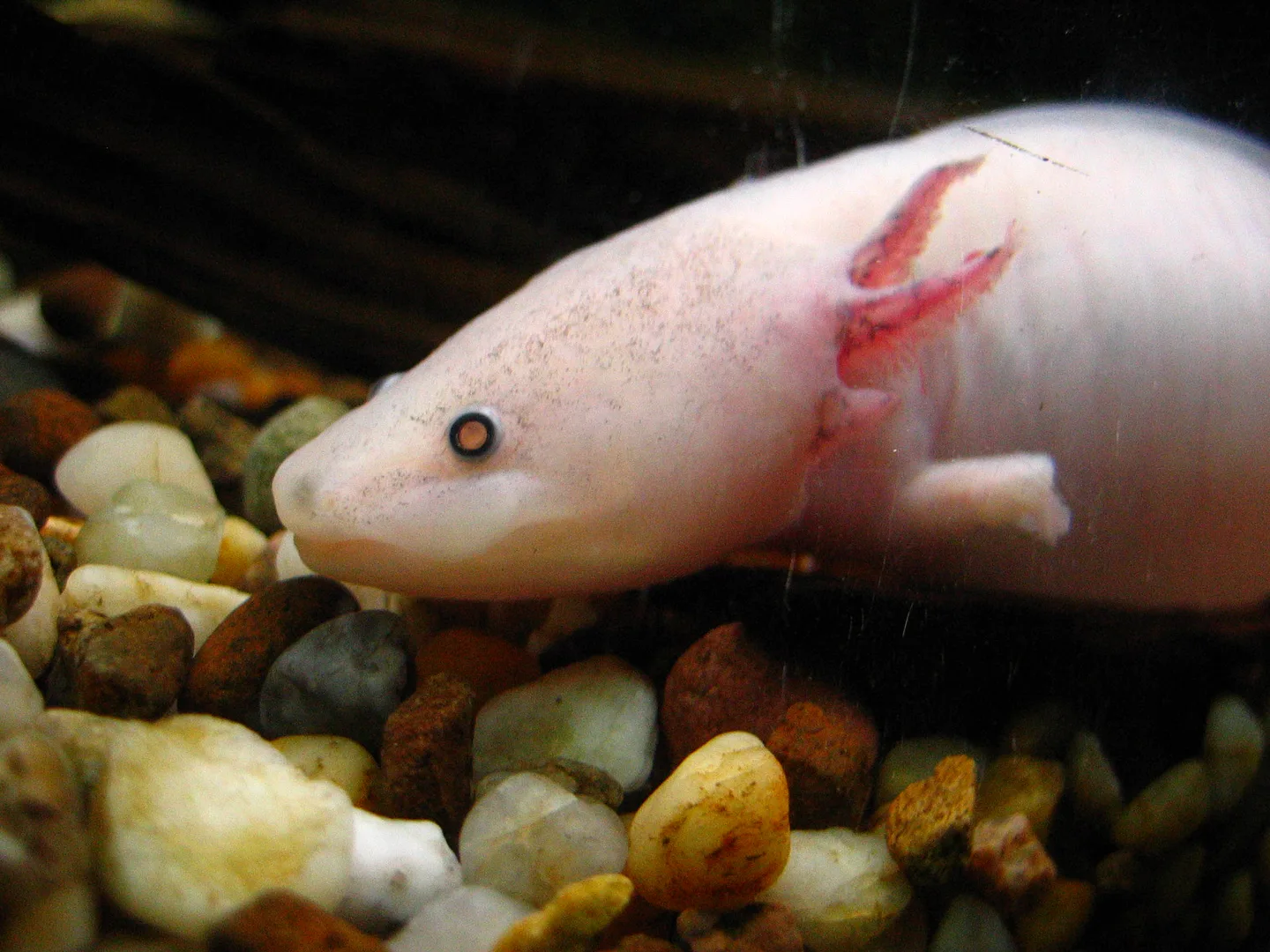 Axolotl in natural environment