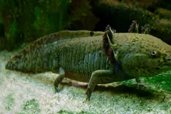 Axolotl in natural environment