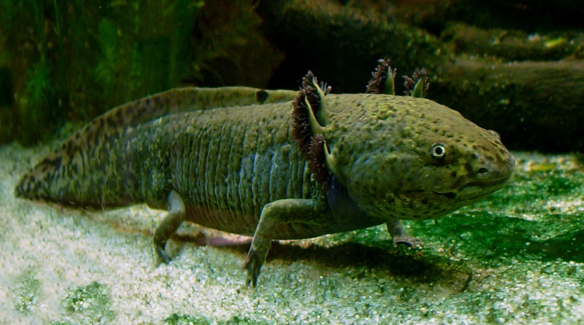 Axolotl in natural environment