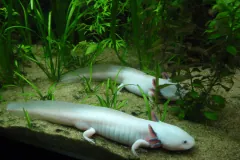 Axolotl in natural environment