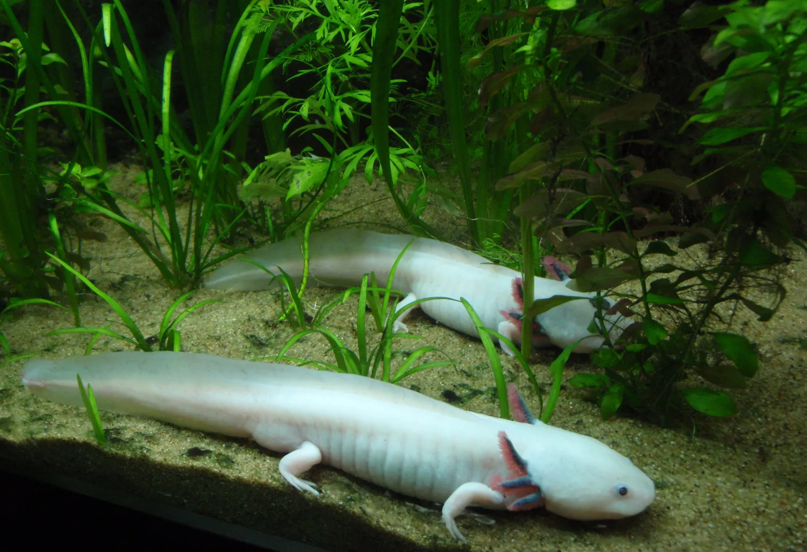 Axolotl in natural environment