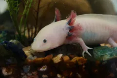 Axolotl in natural environment