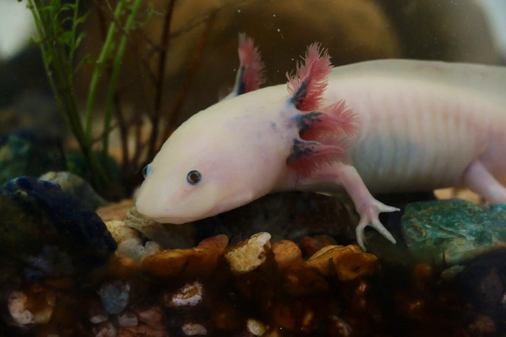 Axolotl in natural environment