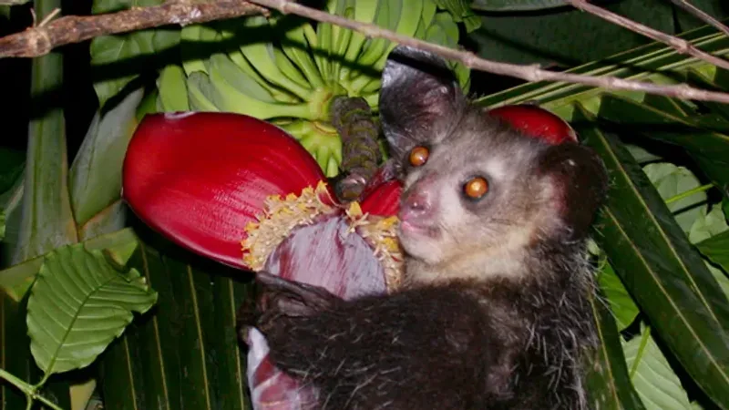 Aye-aye closeup portrait showing amber eyes and dark fur