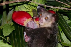 Aye-aye closeup portrait showing amber eyes and dark fur
