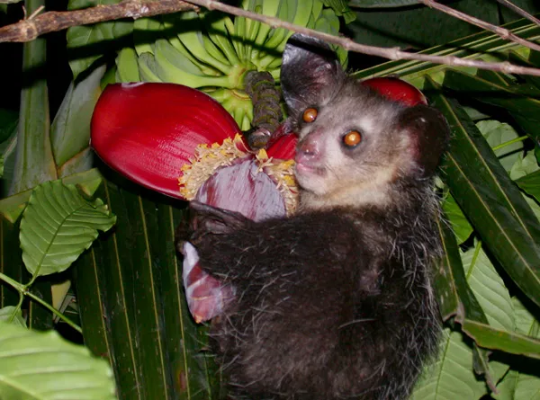 Aye-Aye
