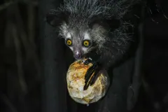 Aye-aye in wild Madagascar rainforest displaying bat-like radar ears