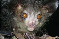 Wild Aye-aye photographed at night foraging in tree canopy