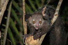 Wild aye-aye climbing through rainforest branches