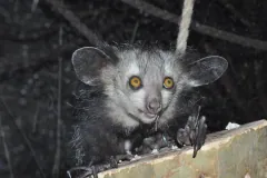 Aye-aye climbing tree showing elongated skeletal middle finger and bushy tail