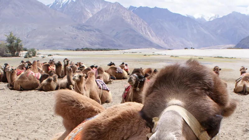 Bactrian Camel in natural habitat