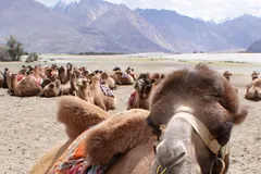 Bactrian Camel in natural habitat