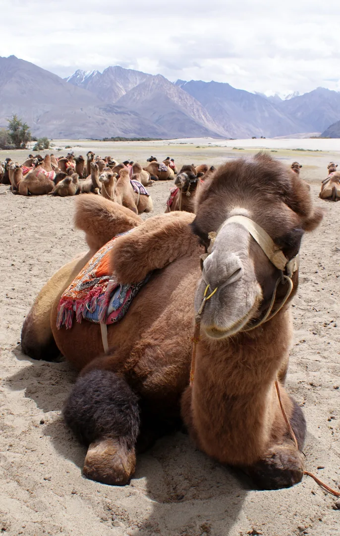 Bactrian Camel in natural habitat